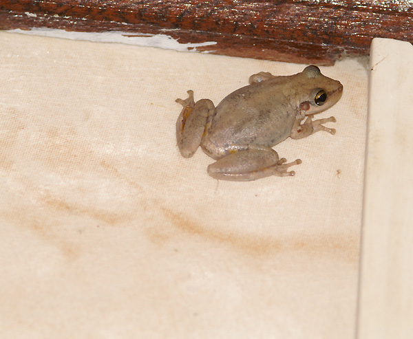 Little frog in the bathroom